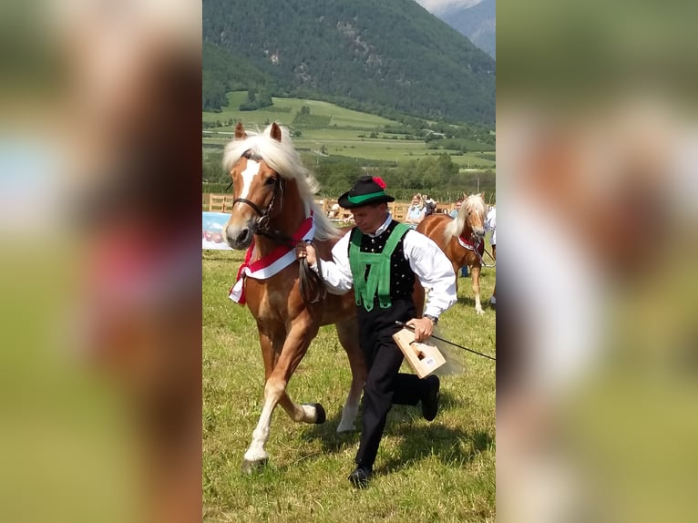Haflinger Ruin 5 Jaar in Nauders