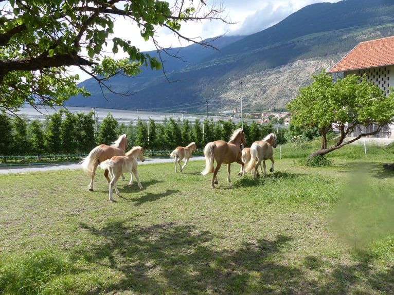Haflinger Ruin 5 Jaar in Nauders