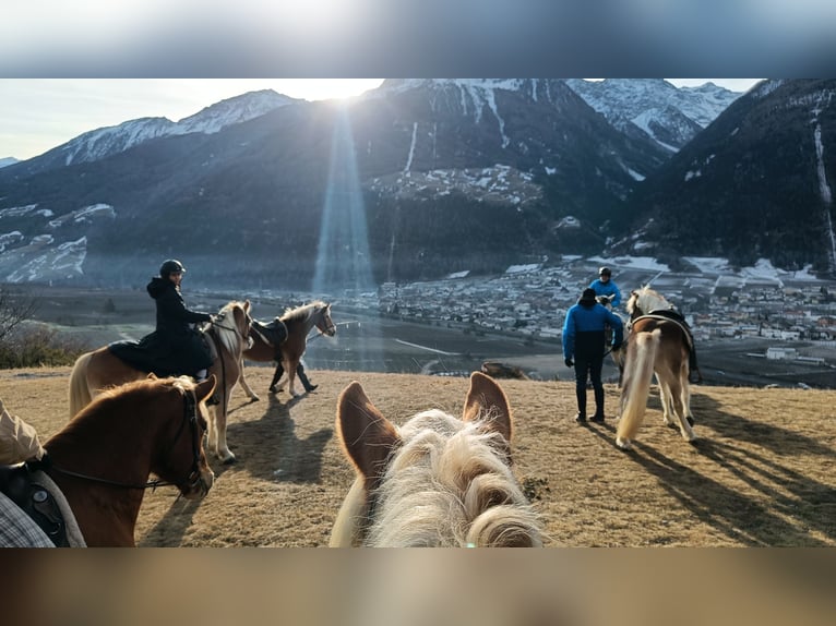 Haflinger Ruin 5 Jaar in Nauders