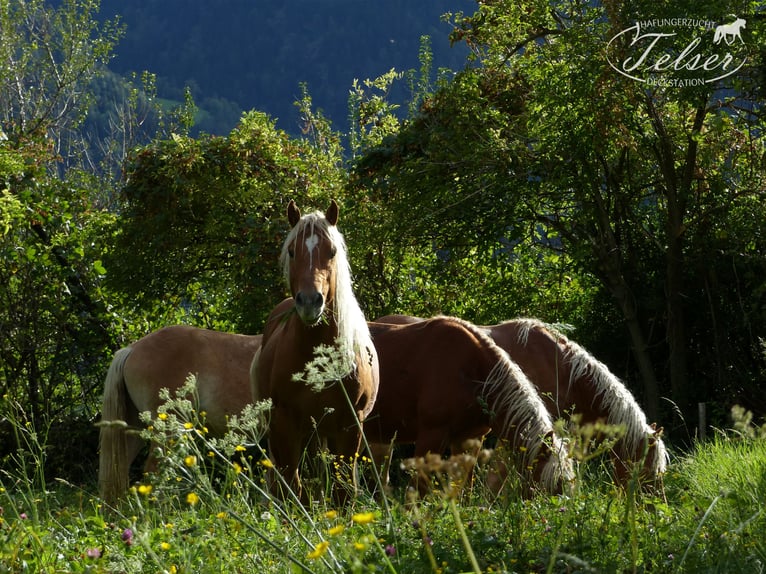 Haflinger Ruin 5 Jaar in Nauders