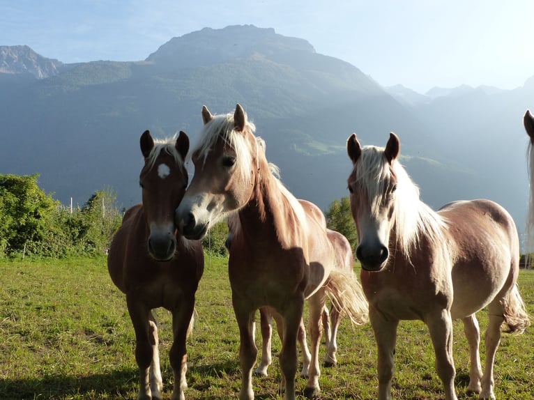 Haflinger Ruin 5 Jaar in Nauders