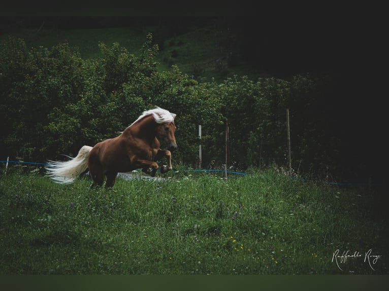 Haflinger Ruin 5 Jaar in Nauders
