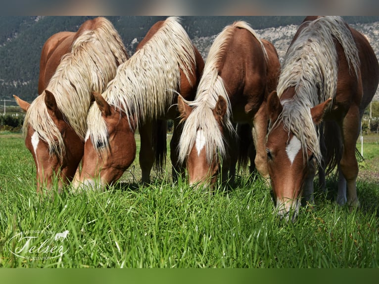 Haflinger Ruin 5 Jaar in Nauders