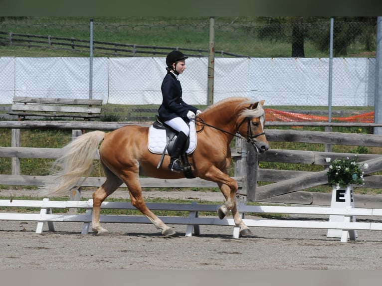 Haflinger Ruin 5 Jaar in Nauders