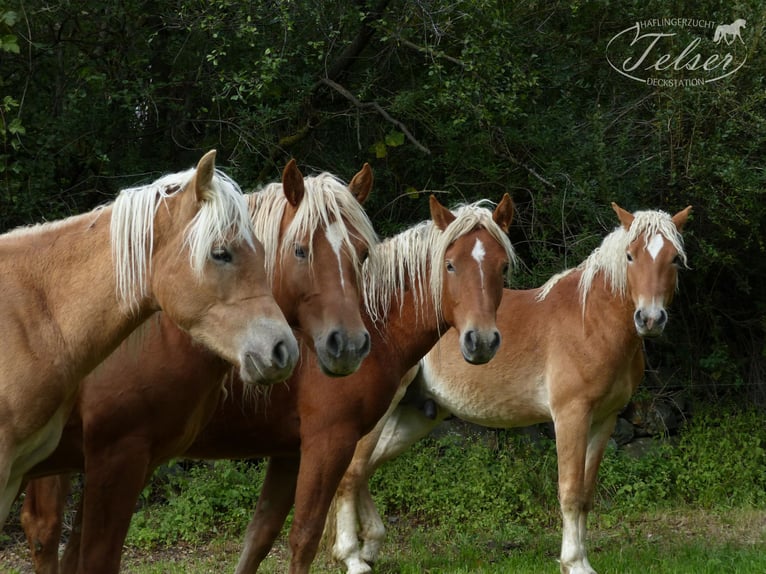 Haflinger Ruin 5 Jaar in Nauders