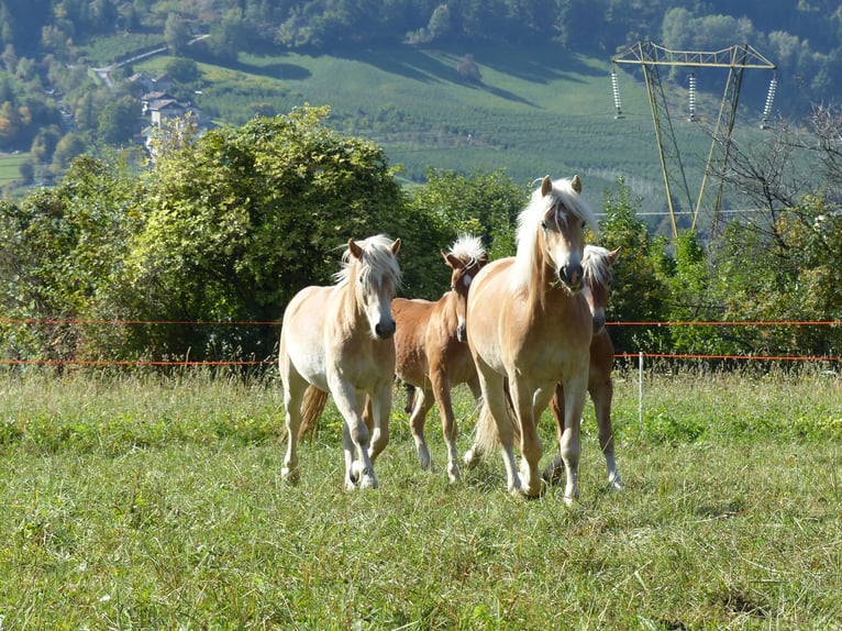 Haflinger Ruin 5 Jaar in Nauders