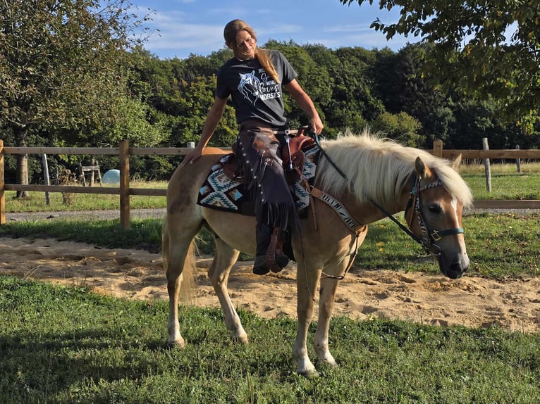 Haflinger Ruin 6 Jaar 142 cm Vos in Linkenbach