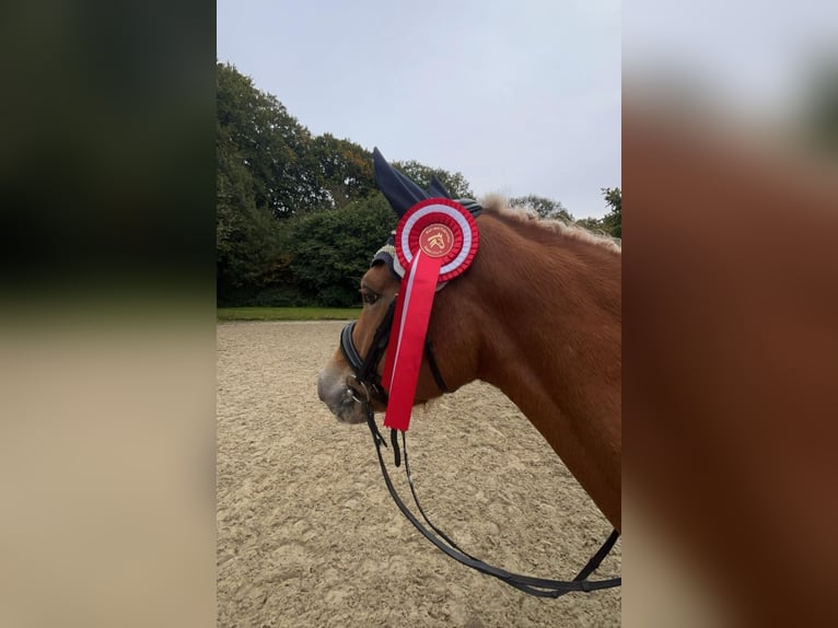 Haflinger Ruin 6 Jaar 144 cm Vos in Garrel