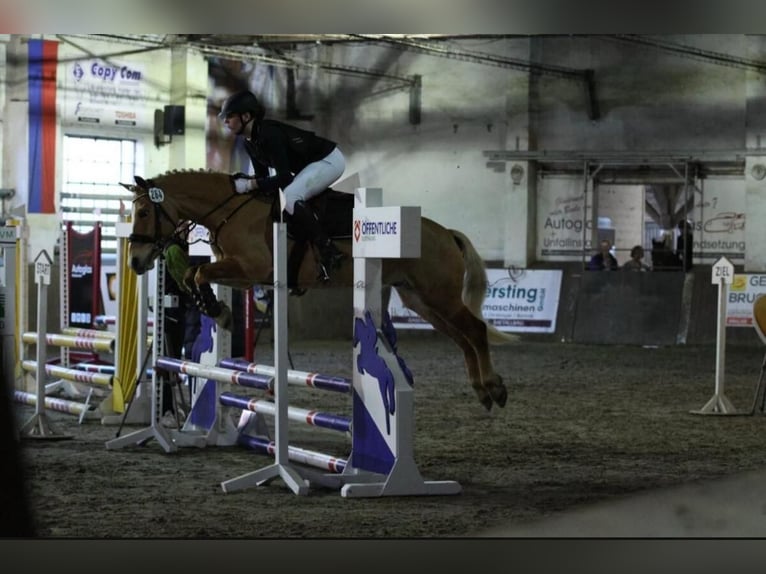 Haflinger Ruin 6 Jaar 144 cm Vos in Garrel