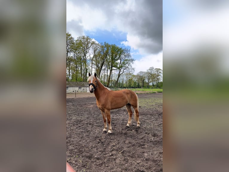 Haflinger Ruin 6 Jaar 144 cm Vos in Garrel