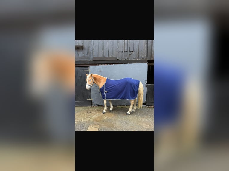 Haflinger Ruin 6 Jaar 145 cm Vos in Remscheid