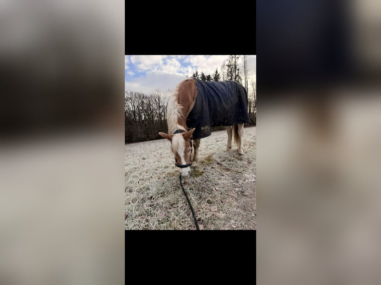 Haflinger Ruin 6 Jaar 145 cm Vos in Remscheid