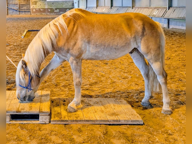 Haflinger Ruin 6 Jaar 148 cm Vos in Rodgau