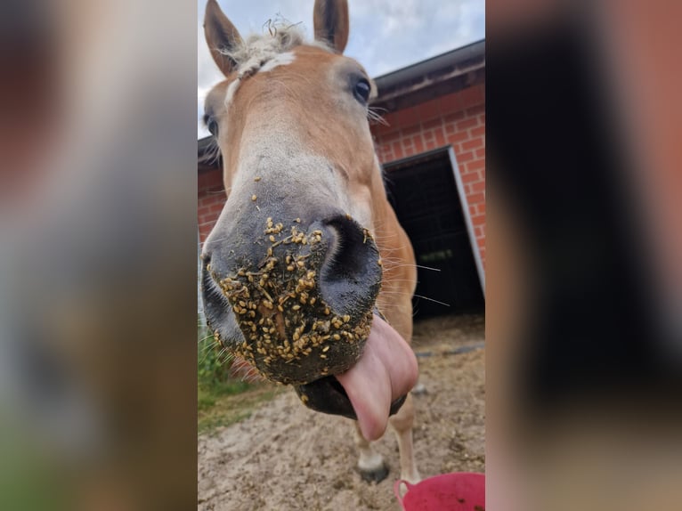 Haflinger Ruin 6 Jaar 148 cm Vos in Oldenburg