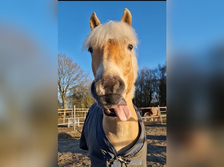 Haflinger Ruin 6 Jaar 148 cm Vos in Oldenburg