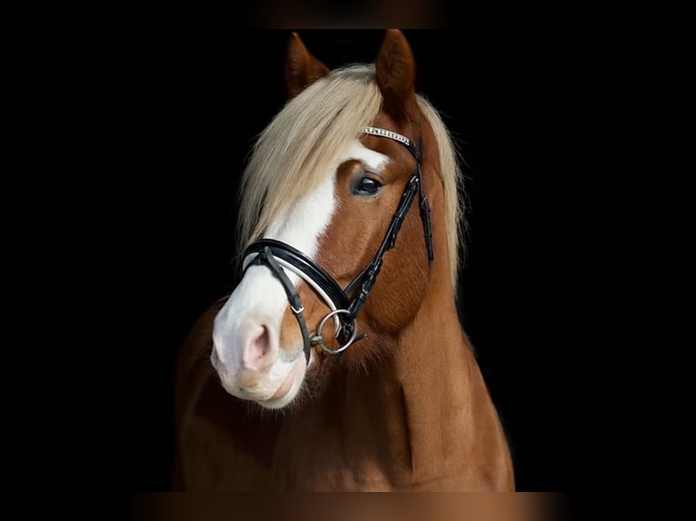 Haflinger Ruin 6 Jaar 148 cm Vos in Heilbronn