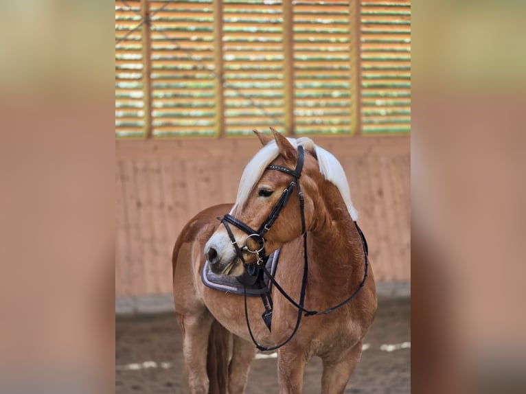 Haflinger Ruin 6 Jaar 148 cm Vos in Erkerode