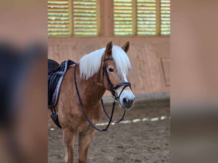 Haflinger Ruin 6 Jaar 148 cm Vos in Erkerode