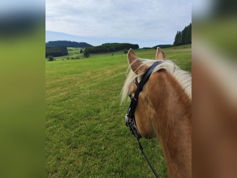 Haflinger Ruin 6 Jaar 150 cm Vos in Davidschlag
