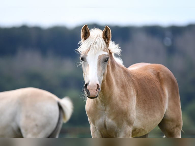 Haflinger Ruin 6 Jaar 150 cm Vos in Edertal
