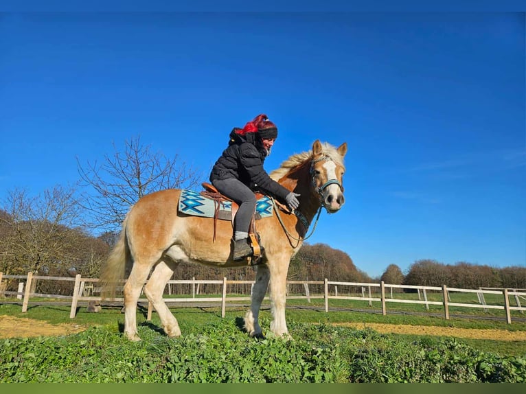 Haflinger Ruin 6 Jaar 150 cm Vos in Linkenbach