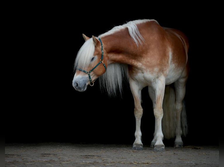 Haflinger Ruin 6 Jaar 152 cm Vos in Leersum