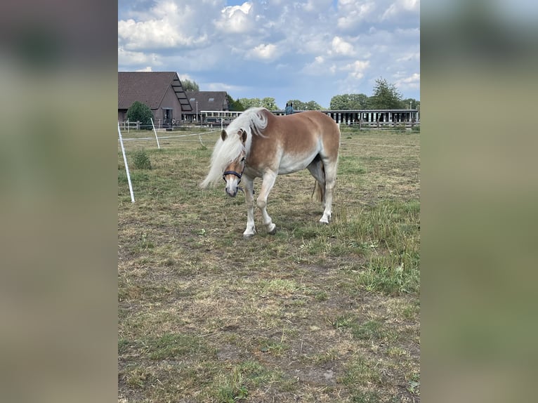 Haflinger Ruin 6 Jaar 152 cm Vos in Leersum