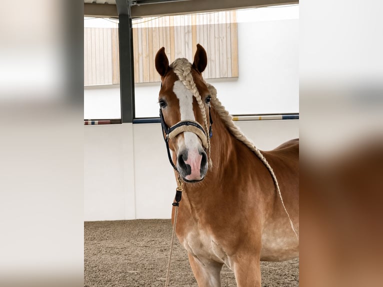 Haflinger Ruin 6 Jaar 153 cm  in Gernsheim