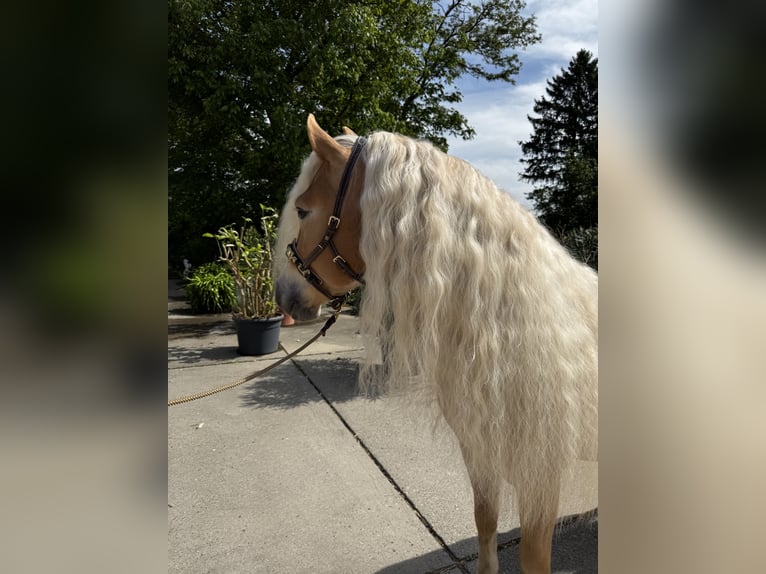 Haflinger Ruin 6 Jaar 153 cm  in Gernsheim