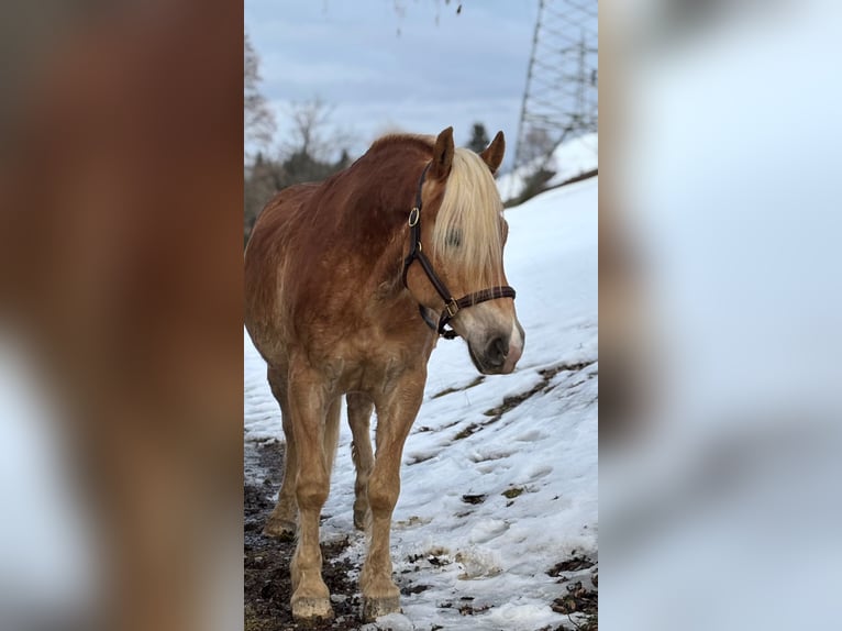 Haflinger Ruin 6 Jaar 153 cm Vos in Embach