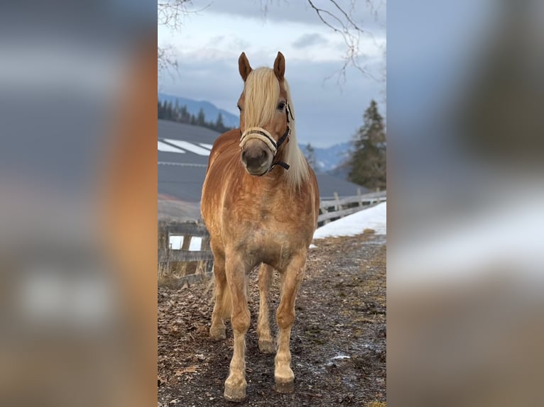 Haflinger Ruin 6 Jaar 153 cm Vos in Embach