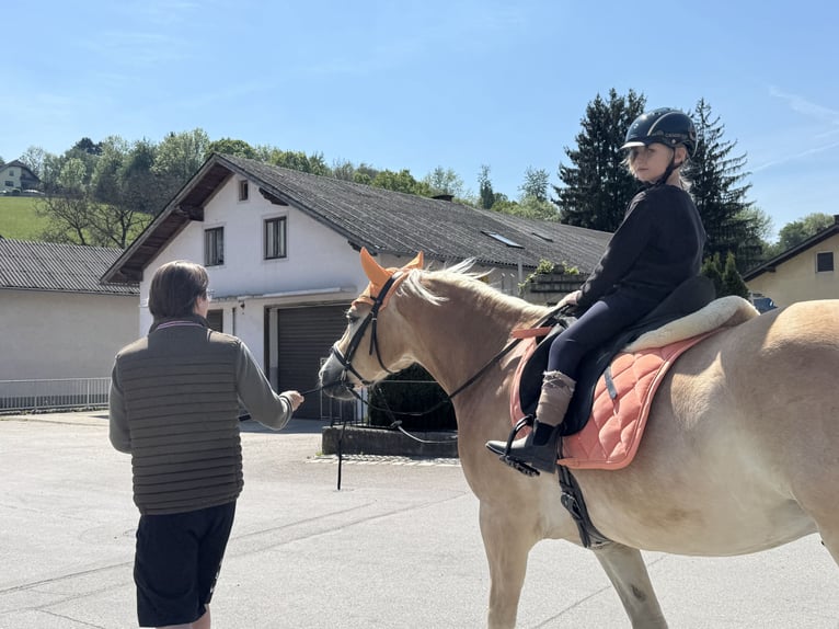 Haflinger Ruin 6 Jaar 153 cm Vos in Kirchbach