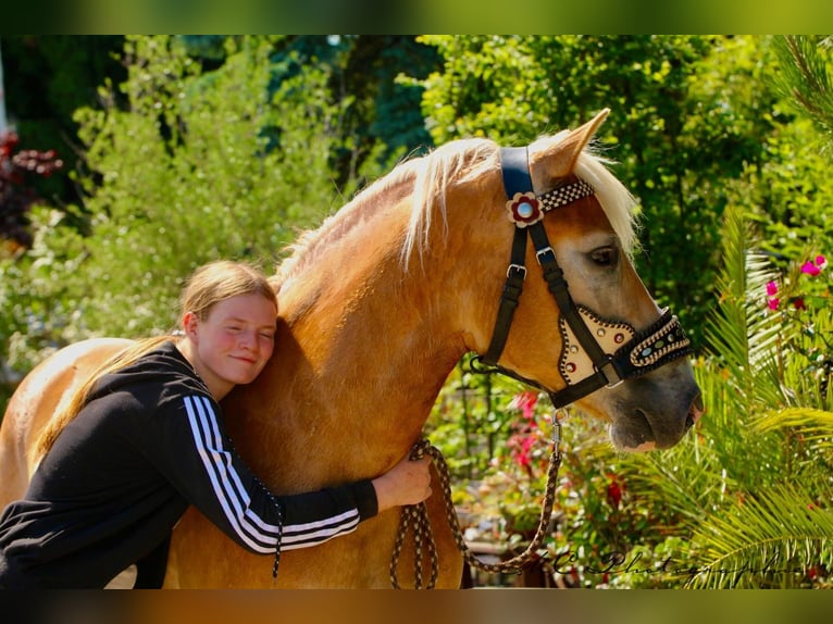 Haflinger Ruin 6 Jaar 154 cm Lichtbruin in Brandis