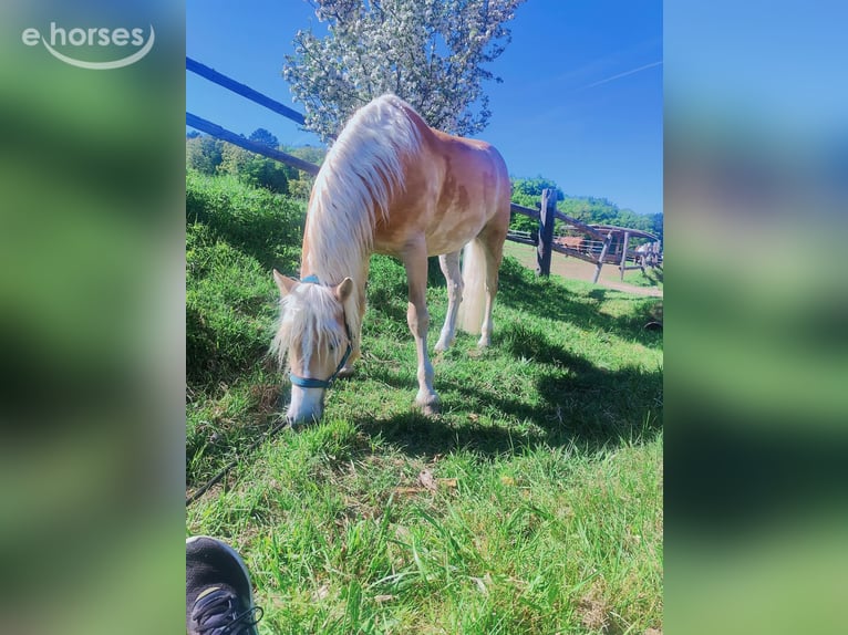 Haflinger Ruin 6 Jaar 154 cm Vos in Achau