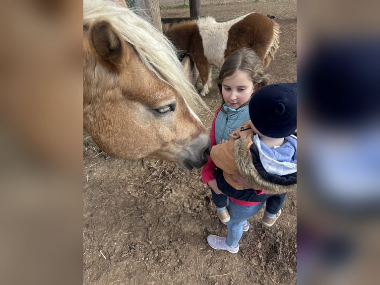 Haflinger Ruin 6 Jaar 155 cm  in Bad Fischau