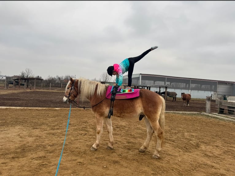 Haflinger Ruin 6 Jaar 155 cm  in Bad Fischau