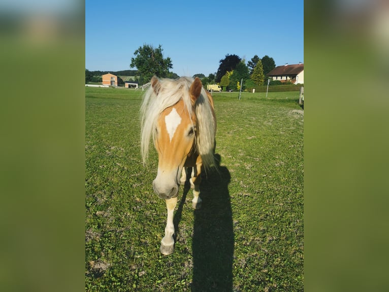 Haflinger Ruin 6 Jaar 155 cm in Pichl