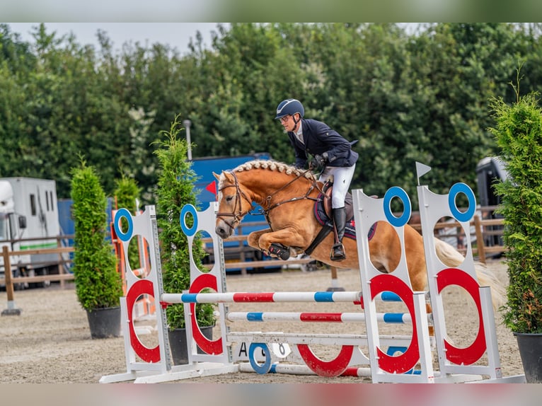 Haflinger Ruin 6 Jaar 155 cm Vos in Wervershoof