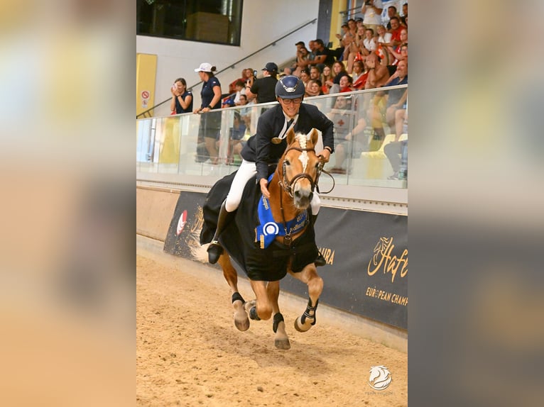 Haflinger Ruin 6 Jaar 155 cm Vos in Wervershoof