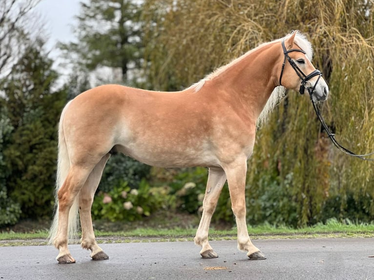 Haflinger Ruin 6 Jaar 155 cm Vos in Wervershoof