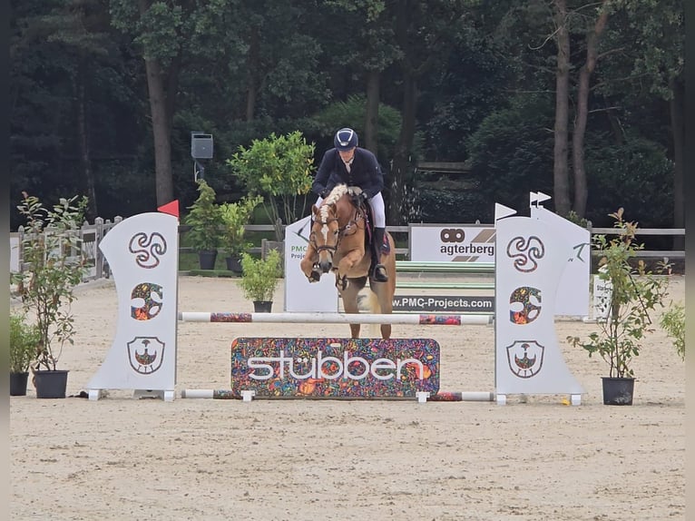 Haflinger Ruin 6 Jaar 155 cm Vos in Wervershoof
