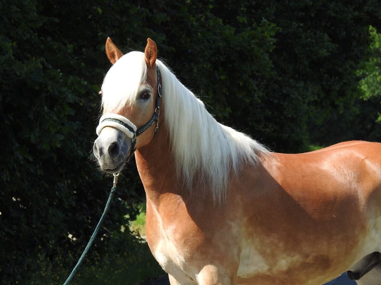 Haflinger Ruin 6 Jaar 155 cm Vos in Verl