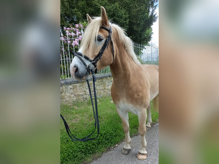 Haflinger Ruin 6 Jaar 156 cm Palomino in Naundorf