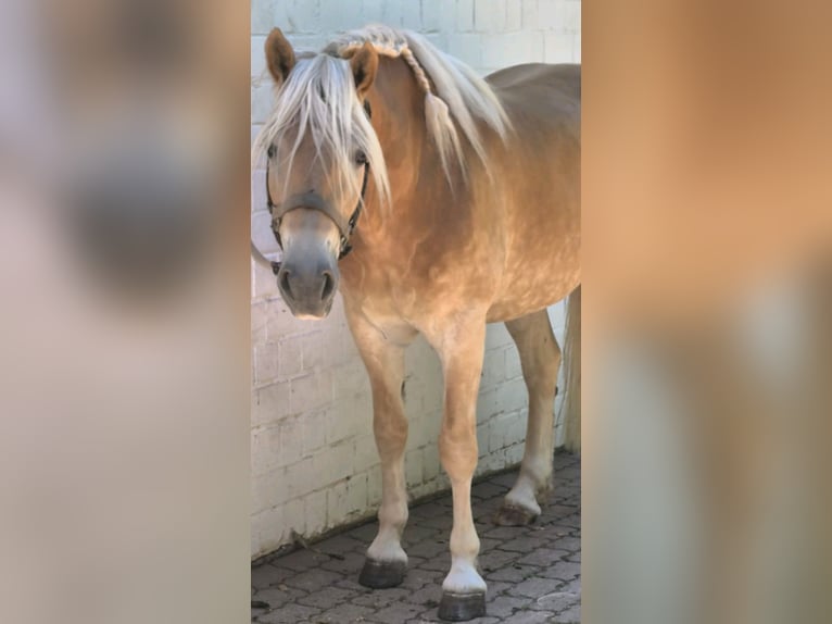 Haflinger Ruin 6 Jaar 160 cm  in Gelnhausen