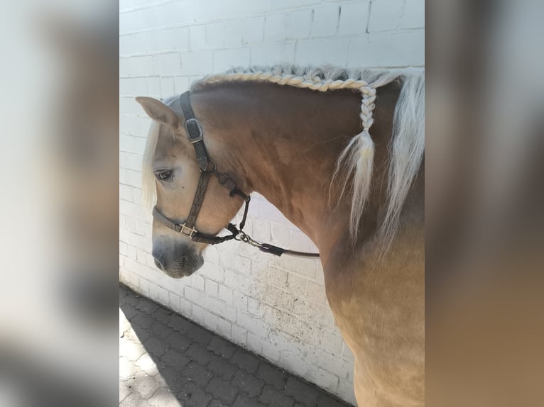 Haflinger Ruin 6 Jaar 160 cm  in Gelnhausen