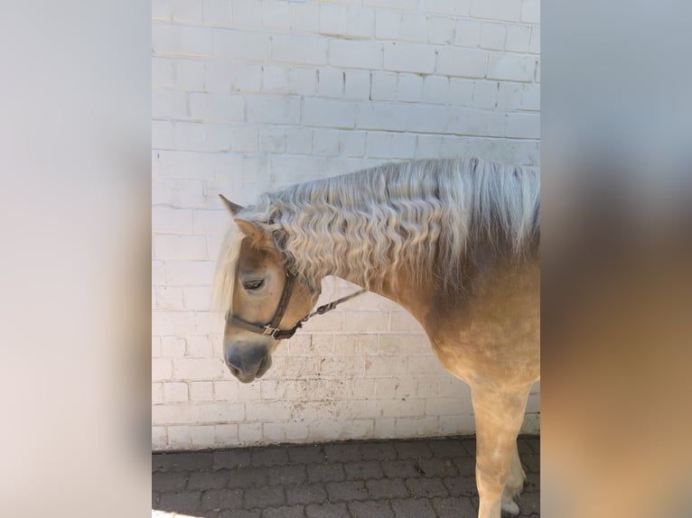 Haflinger Ruin 6 Jaar 160 cm  in Gelnhausen