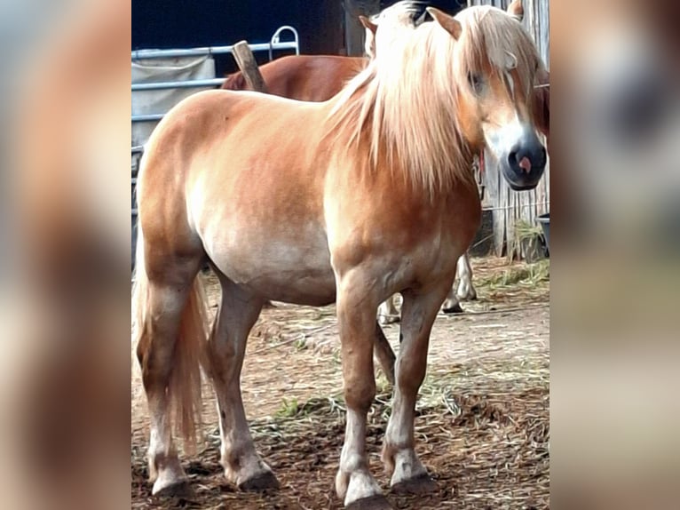 Haflinger Ruin 6 Jaar 160 cm Vos in Bad Brückenau