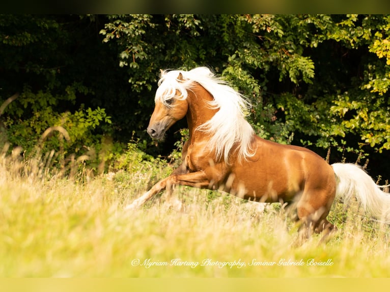 Haflinger Ruin 6 Jaar in Roßhaupten