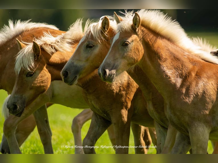 Haflinger Ruin 6 Jaar in Roßhaupten