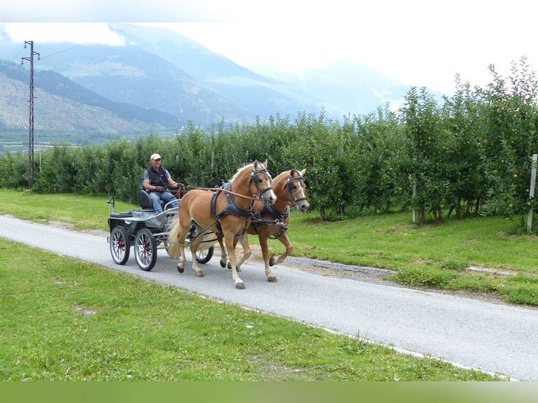 Haflinger Ruin 6 Jaar  in Nauders